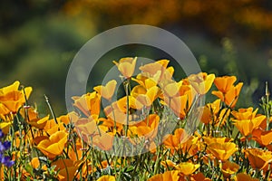 Lots of wild flower blossom at Diamond Valley Lake