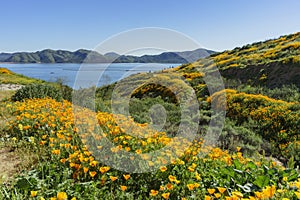 Lots of wild flower blossom at Diamond Valley Lake