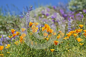 Lots of wild flower blossom at Diamond Valley Lake