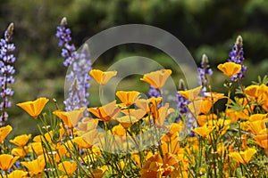 Lots of wild flower blossom at Diamond Valley Lake