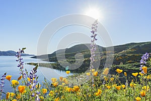 Lots of wild flower blossom at Diamond Valley Lake