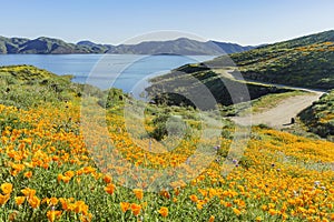 Lots of wild flower blossom at Diamond Valley Lake