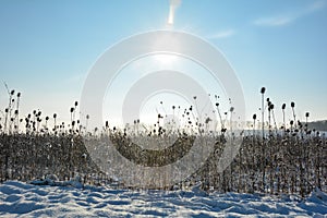 Lots of wild teasel in a field in winter landscape  with snow at sunrise