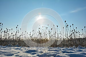 Lots of wild teasel in a field in winter with many snow at sunrise