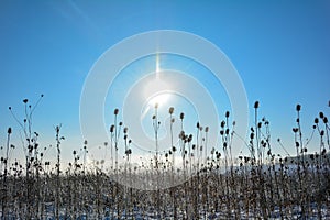 Lots of wild teasel in a field in winter with snow , sun and   blue sky