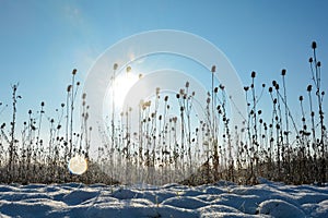 Lots of wild teasel in a field in winter with snow at sunrise with lens flares