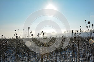 Lots of wild teasel  in winter landscape  with snow , sun , sky and  lens flares