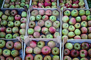 Lots of wooden crates that are full of homegrown apples in the fall. Picked apples after harvest stacked in a wooden crate