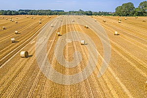 Lots of yellow bales of straw lying on field