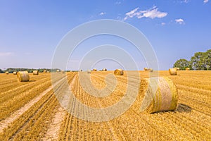 Lots of yellow bales of straw lying on field