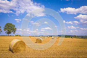 Lots of yellow bales of straw lying on  field