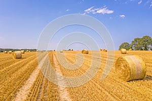 Lots of yellow bales of straw lying on field