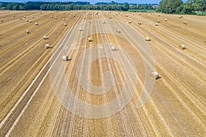 Lots of yellow bales of straw lying on  field