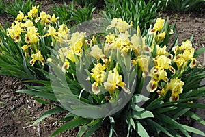 Lots of yellow and brown flowers of bearded irises