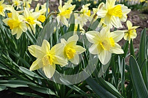 Lots of yellow daffodils in the park in spring