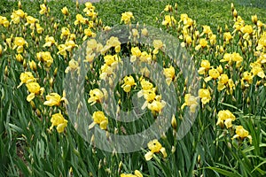 Lots of yellow flowers of Iris germanica in May