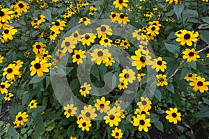 Lots of yellow flowers of Rudbeckia triloba in August