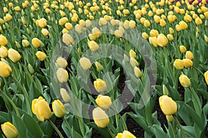 Lots of yellow flowers of tulips