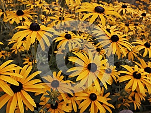 Lots of yellow hardy flowers,  rudbeckia fulgida, yellow coneflower, close-up,