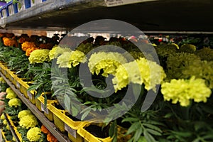 lots yellow marigolds daisies on the store shelves. potted flowers. concept gardening. marigolds flowers