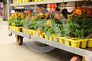 Lots yellow and orange marigolds daisies on the store shelves. potted flowers. concept gardening. marigolds flowers