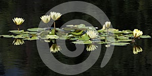 Yellow water lily in the pond