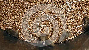 Lots of young mice running around in wheat storing container
