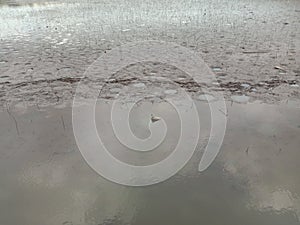 Lottus lake in January