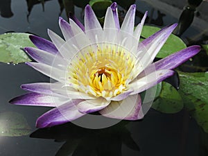 The Lotus 001
