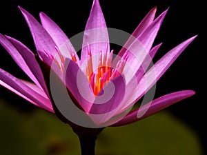 Lotus 1 photo
