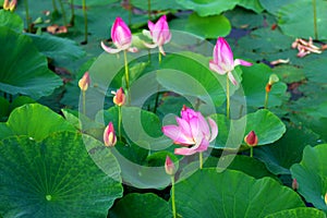 Lotus