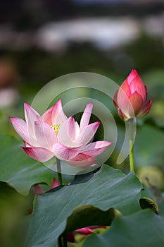 Lotus
