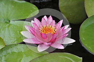 Lotus
