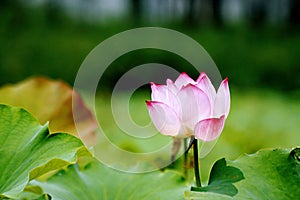 Lotus