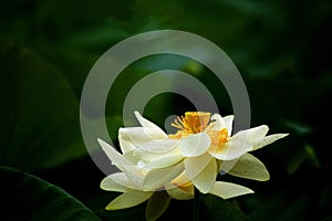 Lotus