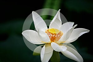 Lotus