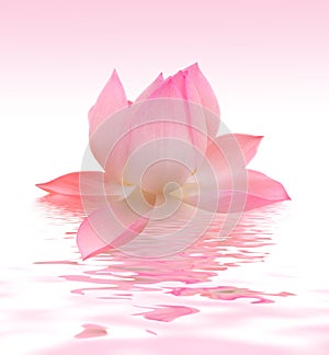 Lotus