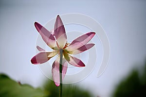 Lotus