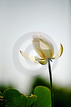 Lotus