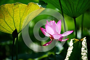 Lotus