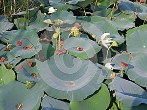 Lotus