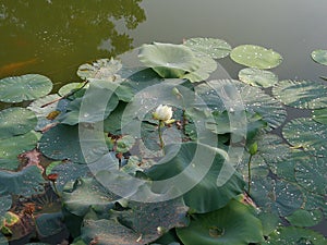 Lotus