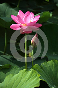 Lotus