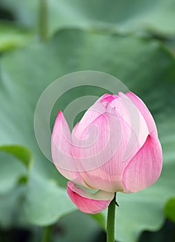Lotus