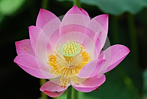 Lotus