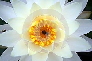 Lotus