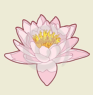 Lotus