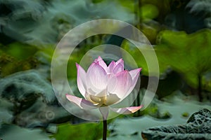 Lotus.