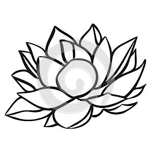 Lotus