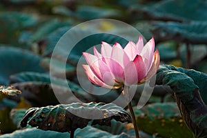 Lotus